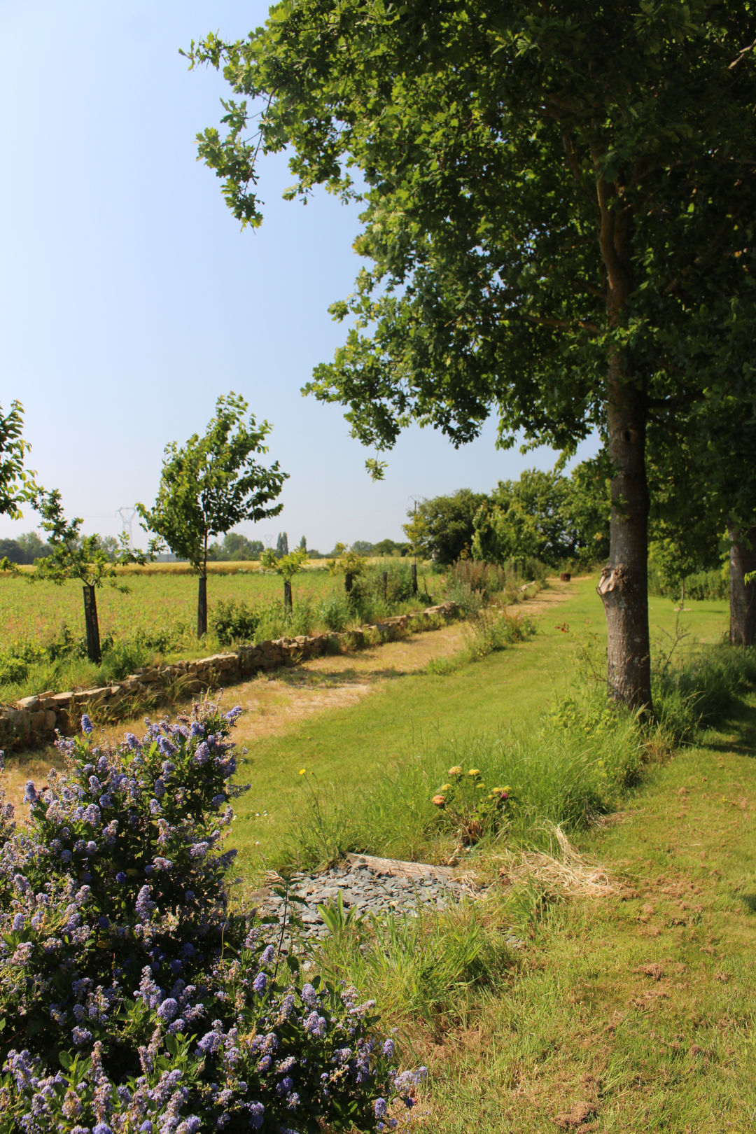 Chemin le long de la forêt